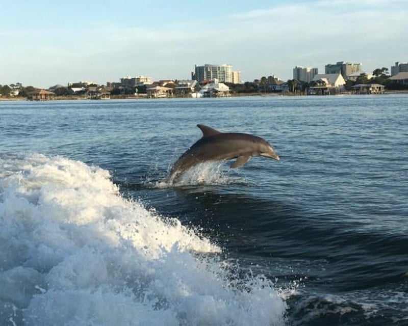 Orange Beach Dolphin Cruise