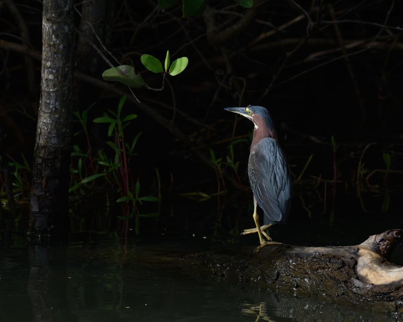 San Juan Lagoon Bird-Watching Tour