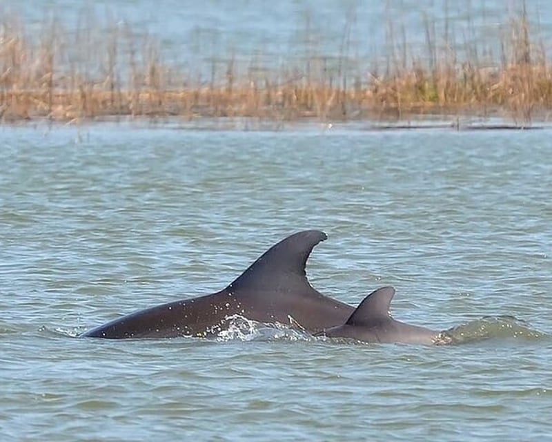 Private Dolphin Watching Boat Charter in Hilton Head