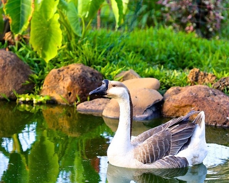 Explore Leilani Farm Sanctuary on a Guided Tour in Haiku