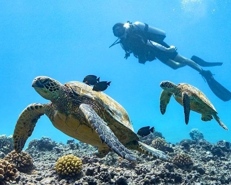 Guided Shore Scuba Dive In Honolulu