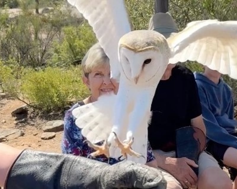 Escondido 2.5-Hour Owl Handling Experience