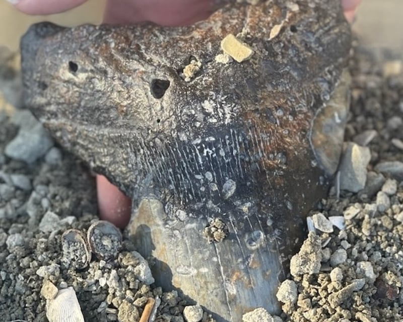 5-Gallon Shark Tooth & Fossil Dig in North Myrtle Beach