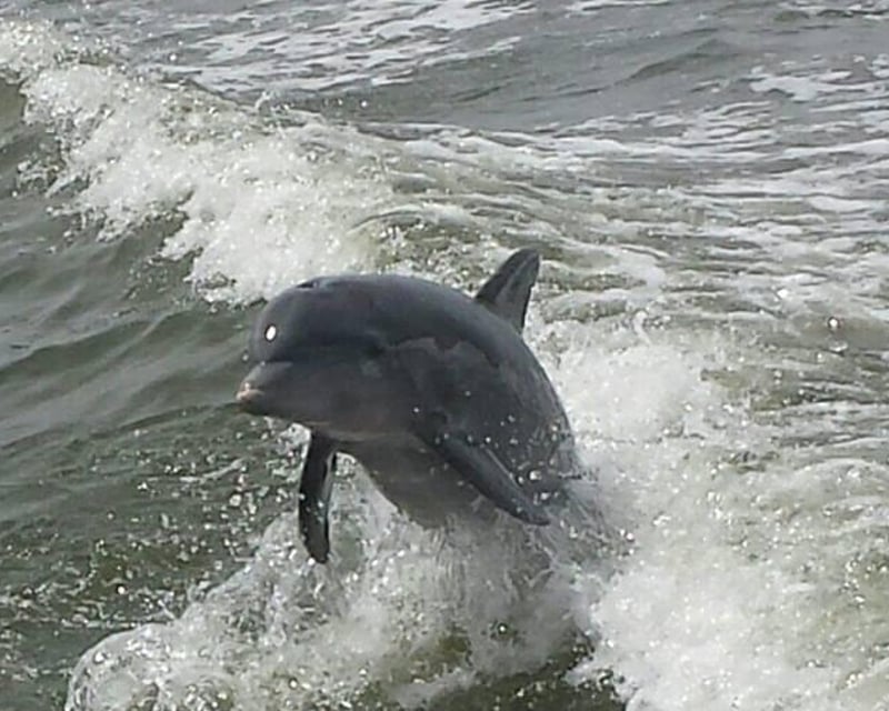 2-Hour Canaveral National Seashore Boat Tour
