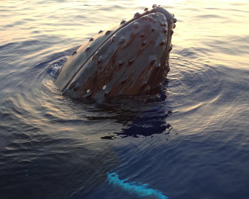 Kohala Coast Whale Watch & Sunset Cruise
