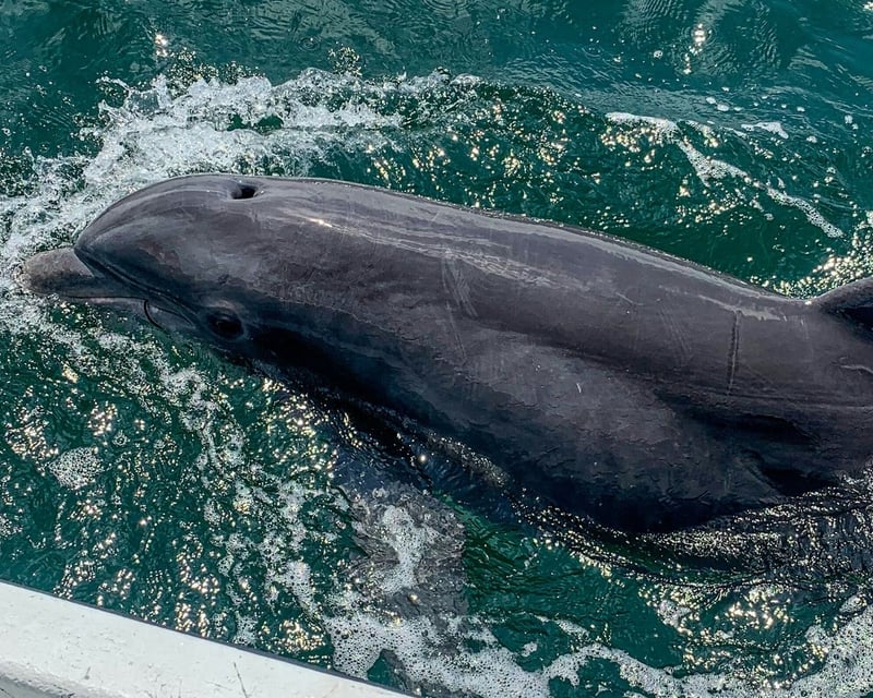 2-Hour Dolphin Cruise in Gulf Breeze
