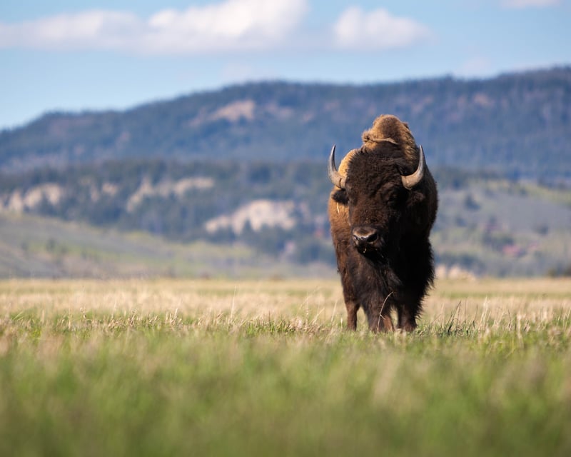 Explore Grand Teton Sunrise Private Safari