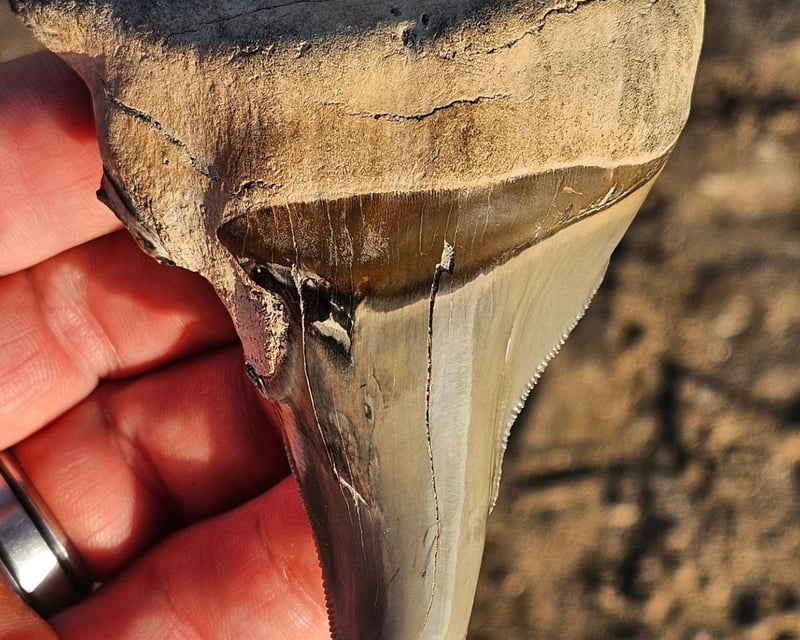 Megalodon Tooth Fossil Dig & Swamp Buggy Ride in Arcadia