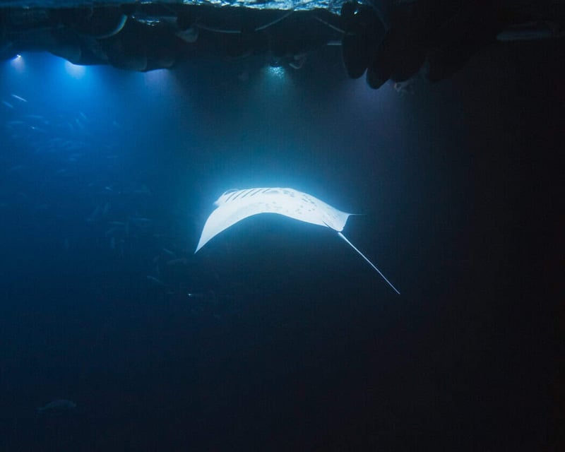 Night Manta Ray Snorkeling Tour In Kona