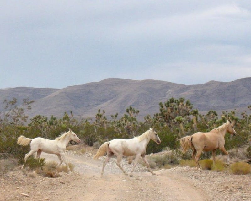 Guided Mojave Desert Wild Mustang ATV & SXS Tour