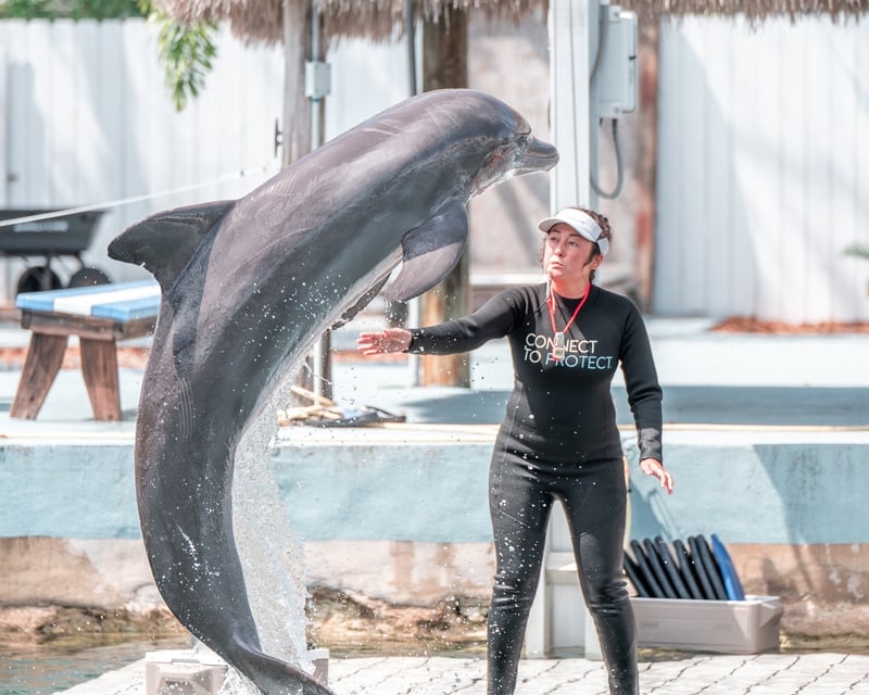 Dolphin Caregiver Experience Day in Key Largo