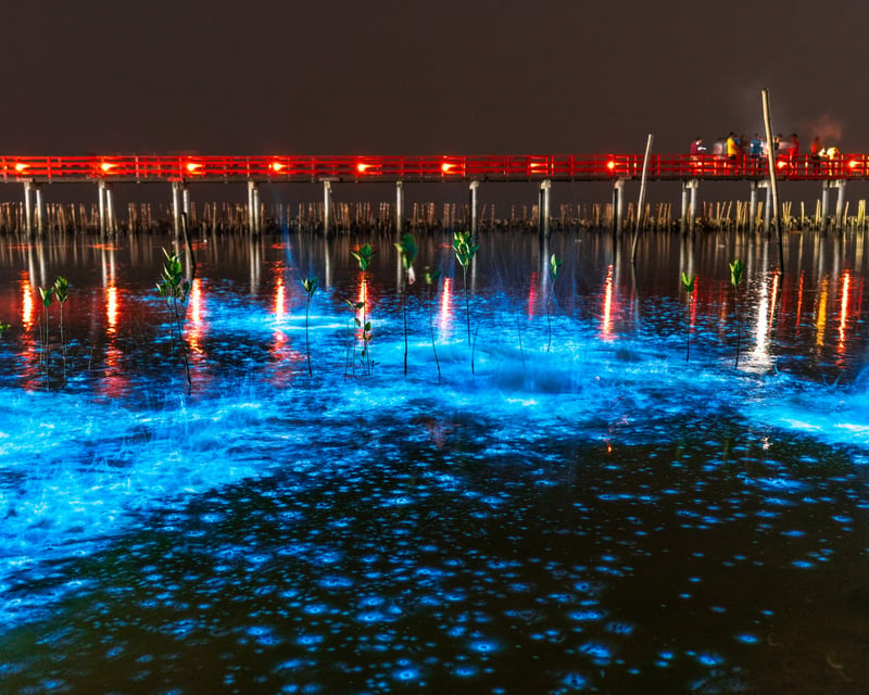 Cocoa Beach Bioluminescence Cruise