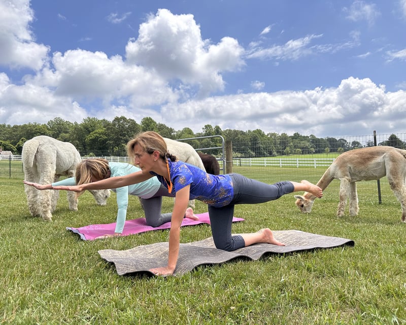 Alpaca Yoga Class in Peapack