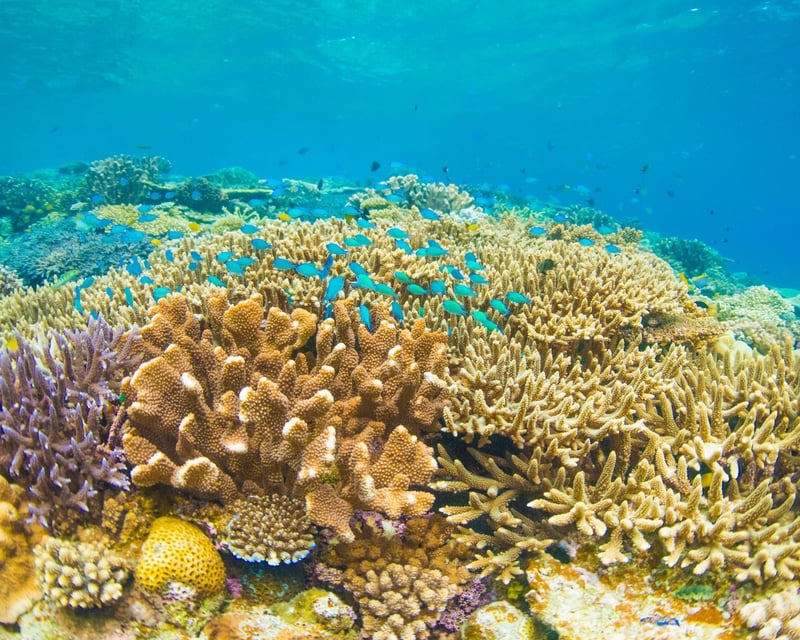 Private Coral Reef Snorkel & Eco Tour in Providenciales