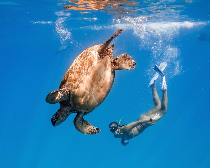 Turtle Canyon Snorkel Tour From Honolulu