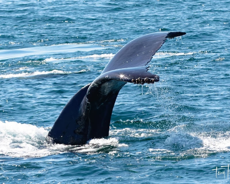 Monterey Bay Whale Watching Cruise
