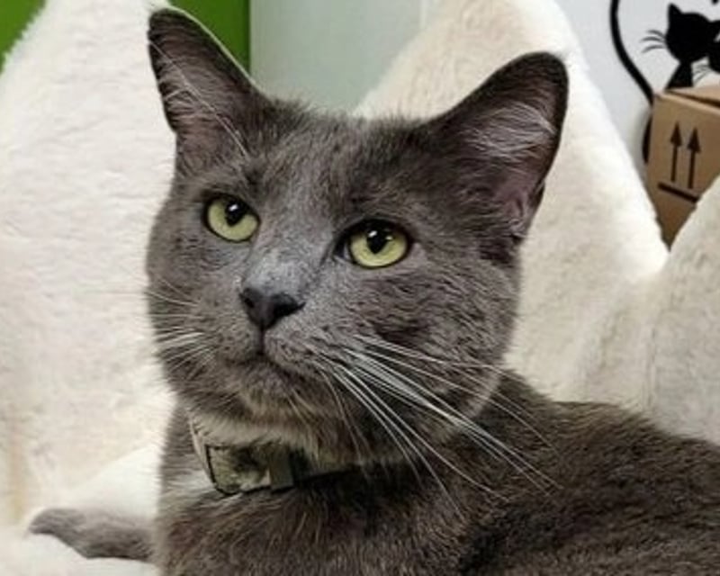 1-Hour Cat Lounge Visit in Fairfax