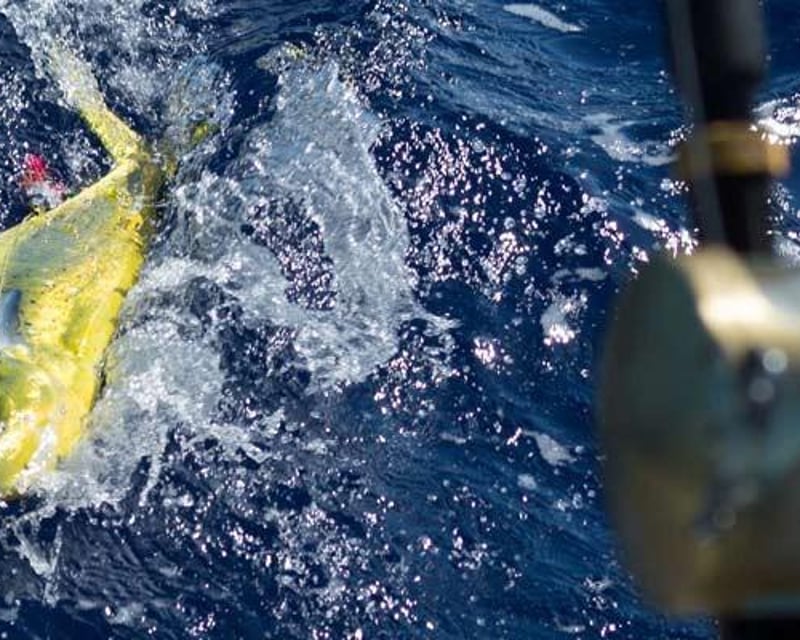 Private Sport Fishing Charter in Haleiwa, Oahu