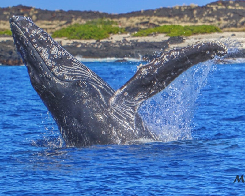 Kailua-Kona Humpback Whale Watching with Hydrophone