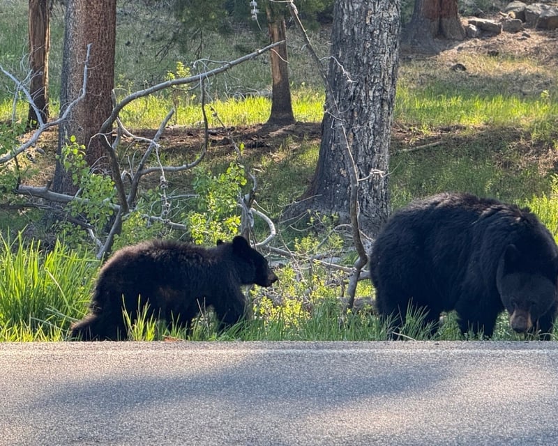 Yellowstone Upper Loop Wildlife Tour from West Yellowstone