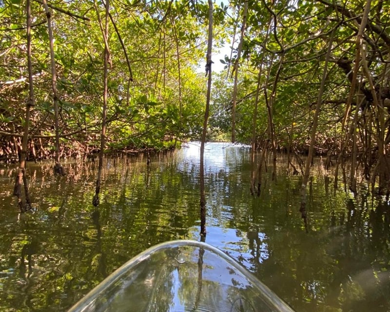 Clear Kayak Mangrove Tour at Round Island, Vero Beach