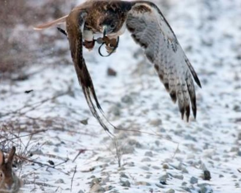 Falconry Bird Photography Session in Live Oak, FL