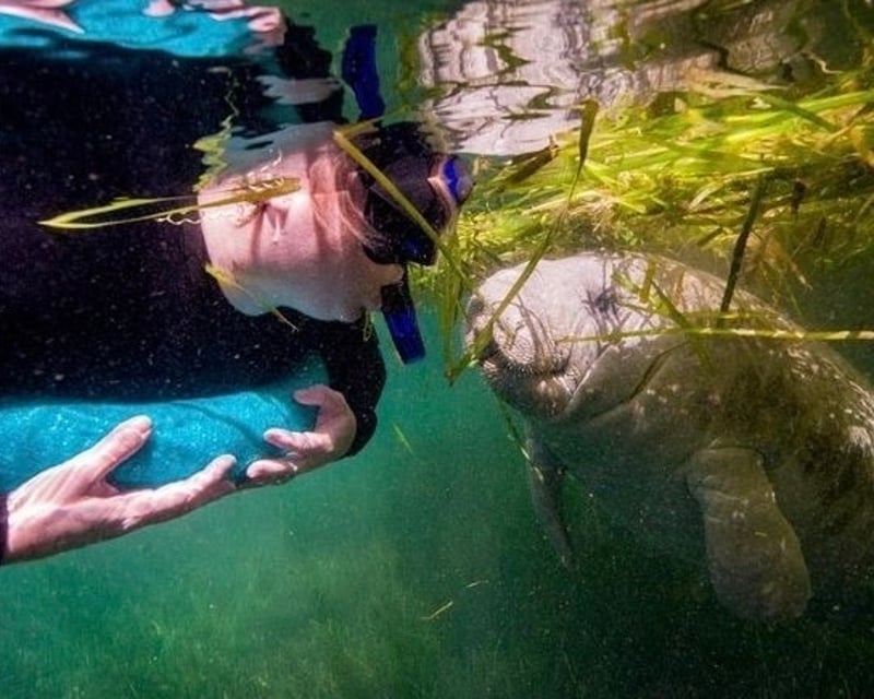 Private Manatee Snorkel Tour in Crystal River