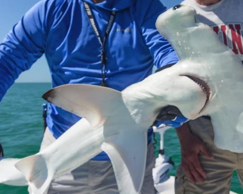 All-Ages Shark Fishing Charter in Fort Myers