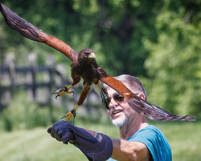 Private Hawk Flying Falconry Experience in Flemington, NJ