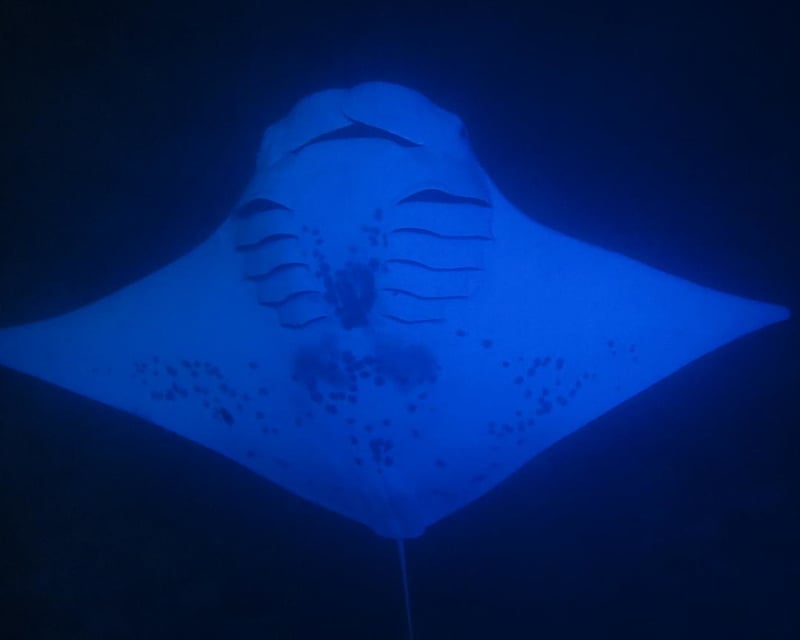 Kailua-Kona Night Manta Ray Snorkeling Tour
