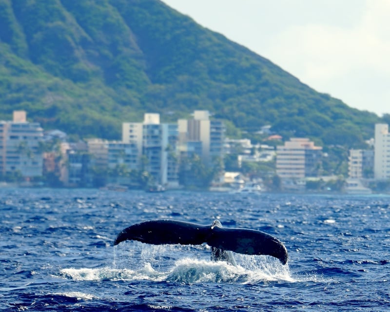 Waikiki Whale Watch Big Kahuna