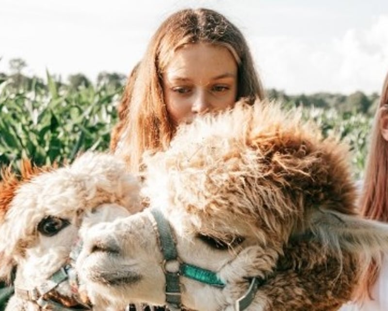 Guided Alpaca Ranch Tour in Wisconsin Dells