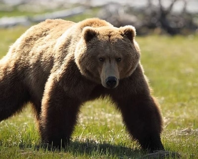 Bear Viewing Scenic Flight From Homer