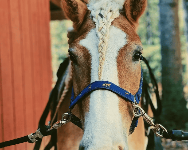 1-Hour Private Horseback Riding Lesson