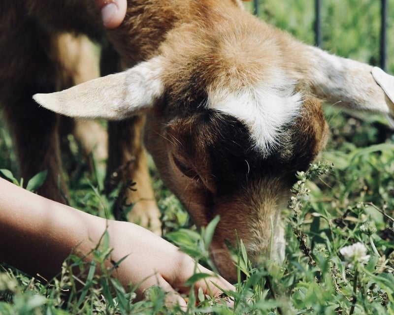 Petting Zoo in Buellton