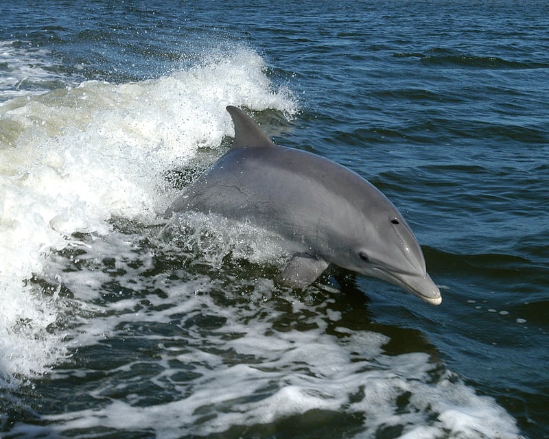 Private Dolphin & Island Boat Cruise in Orange Beach
