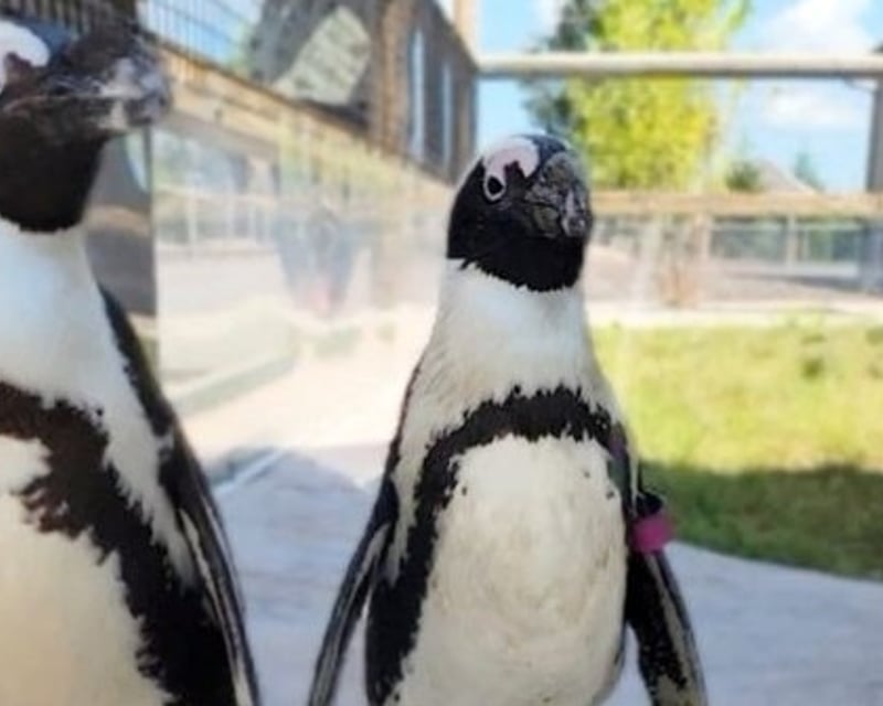 Feed African Penguins With a Keeper