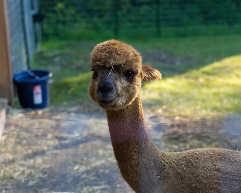 Alpaca Hand-Feeding Farm Visit in Averill Park