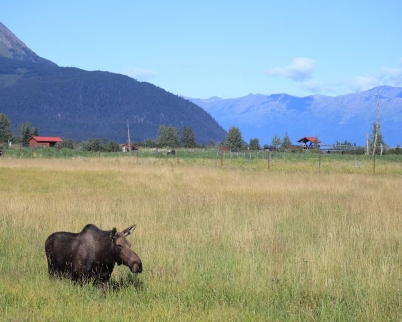 Anchorage Wildlife & Grandview Train Tour