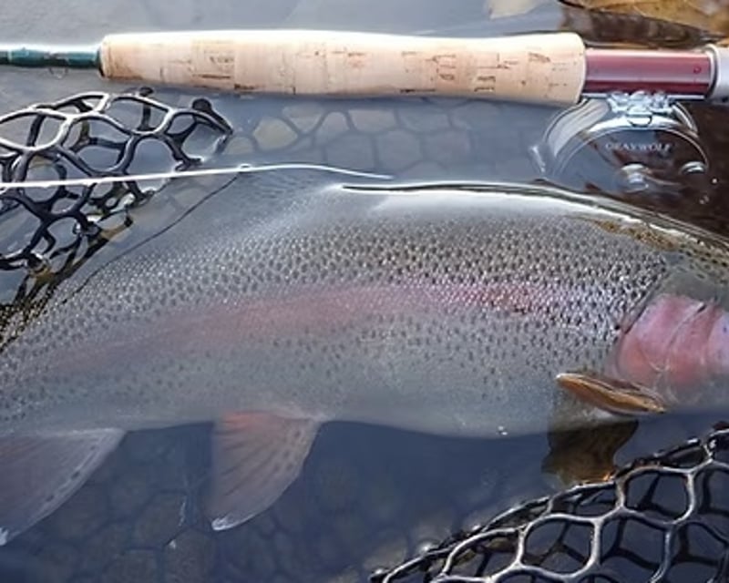 Guided Half-Day Walk & Wade Fly Fishing in Vermont
