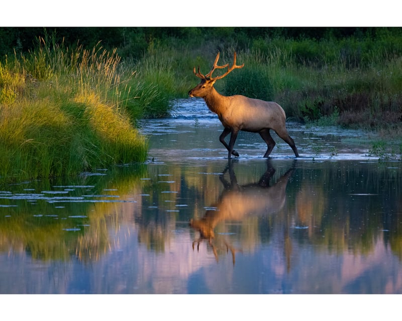 Half-Day Grand Teton National Park Naturalist Wildlife Tour