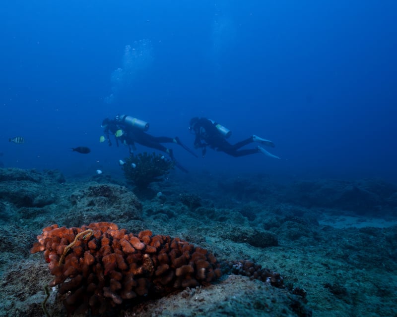 Twilight & Night Shore Dive at Koloa Landing, Kauai