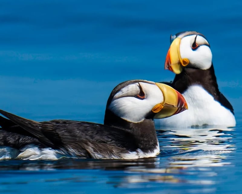 Private Salish Sea Birding Boat Tour from Anacortes