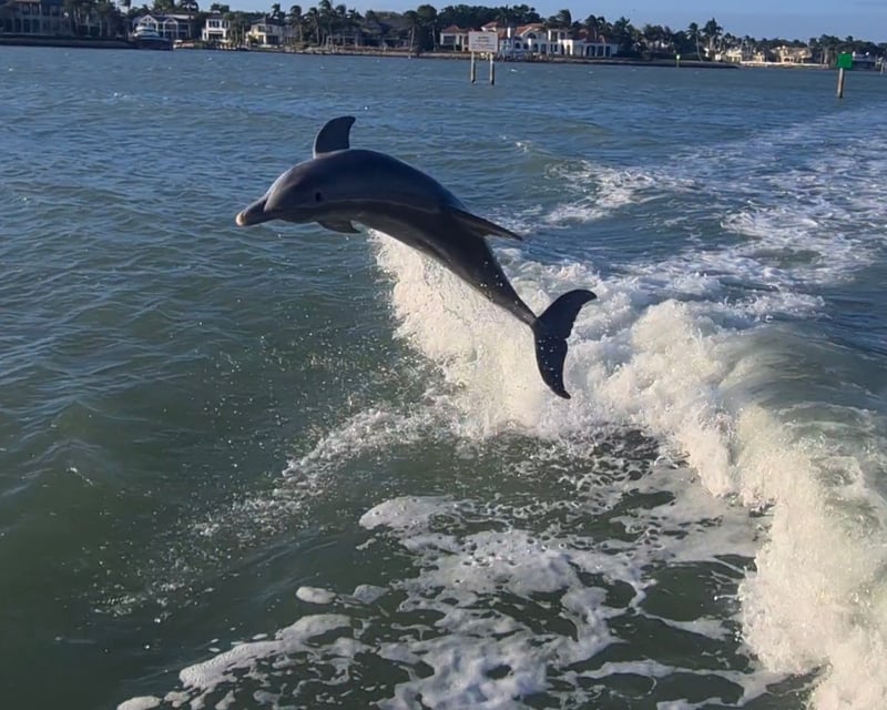 Dolphin & Birdwatching Cruise in Naples Bay