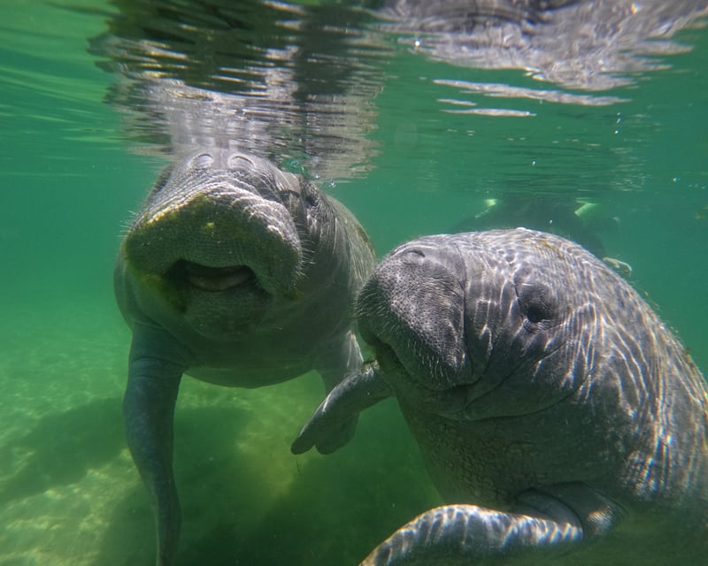 3-Hour Semi-Private Manatee Snorkeling Tour in Crystal River