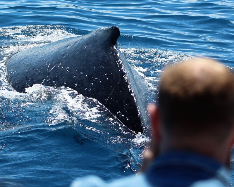4-Hour Whale & Wildlife Tour in Sitka