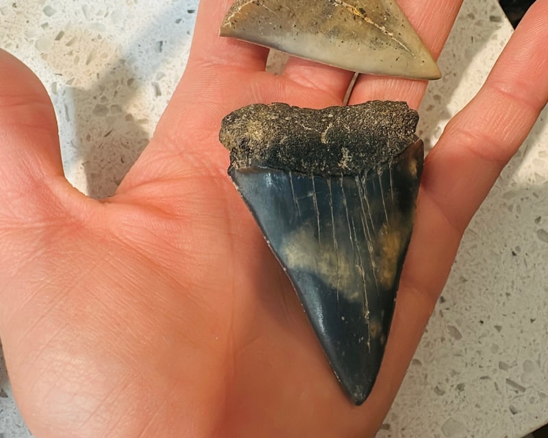 Shark Tooth Hunting Boat Excursion in Savannah