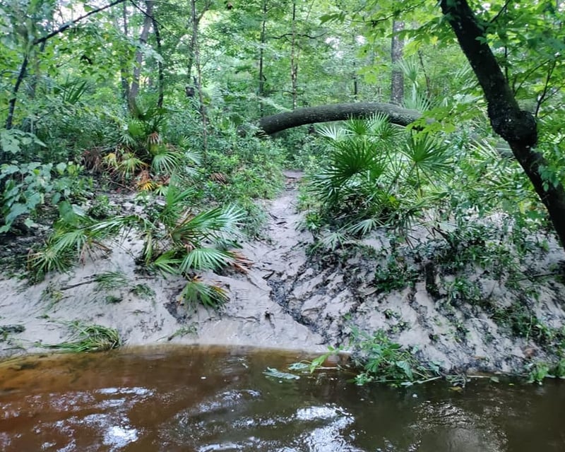 Half-Day Creek Fossil Hunting Tour in Gainesville