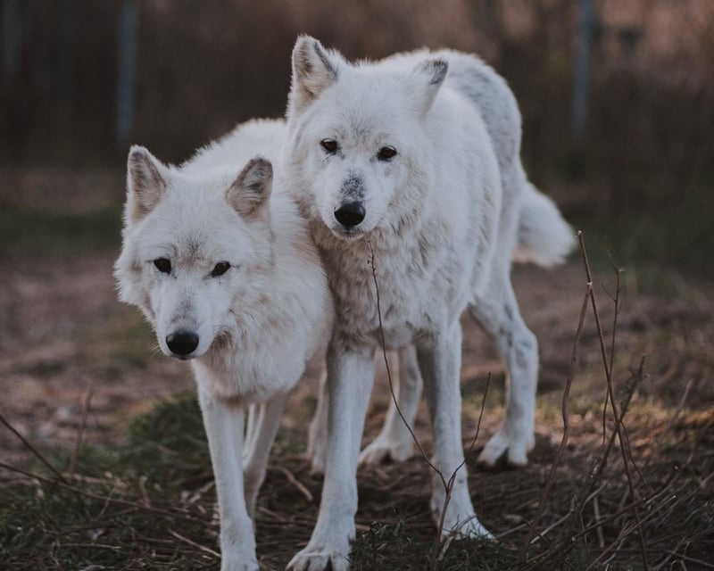 Private Guided Wolf Tour at Wolf Hollow in Ipswich