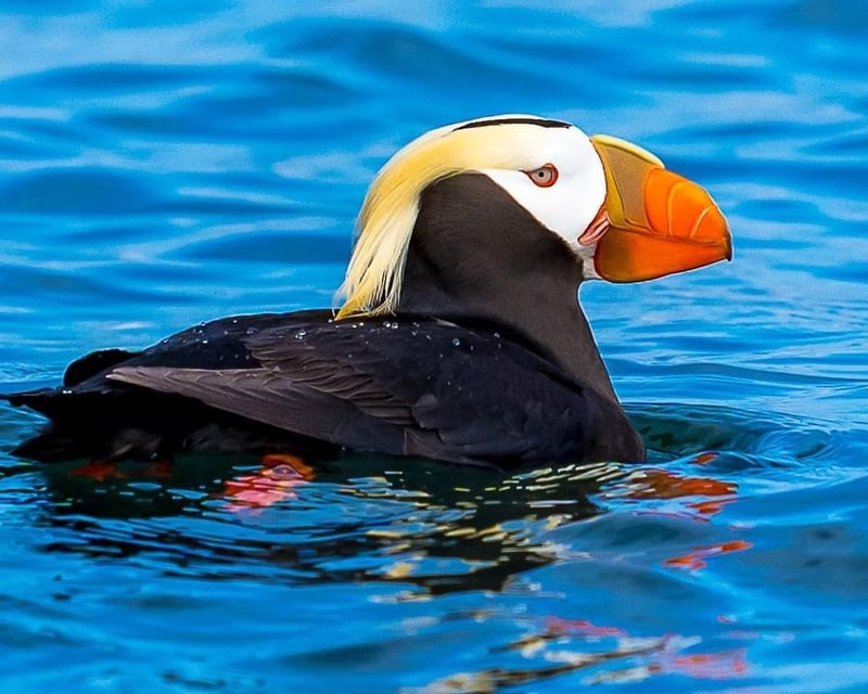 Private Salish Sea Birding Cruise From Anacortes